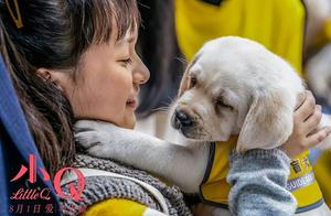 Touch 300 million people guide blind dog small Q, 