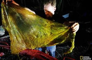 触目惊心！菲律宾发现死亡鲸鱼，胃里塞满40公斤塑料！