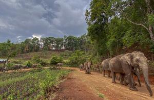 旅游业遭疫情重创，泰国大象失去工作，时隔多年终于得以回家