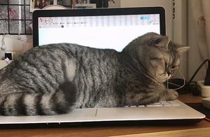猫咪为什么爱霸占主人电脑，这究竟是怎么一回事？