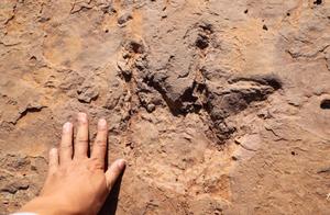 重磅官宣！福建发现8000万年前的恐龙足迹群