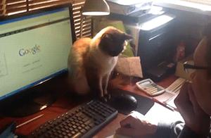 有猫人士在家办公指南：如何防止猫咪占领键盘？