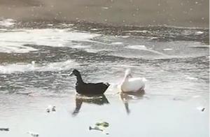 救命“鸭”！大连一公园几只鸭被冻冰面，市民消防联合将鸭子救出