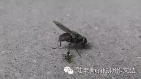 挂在树上的大懒和二懒作文（通用）