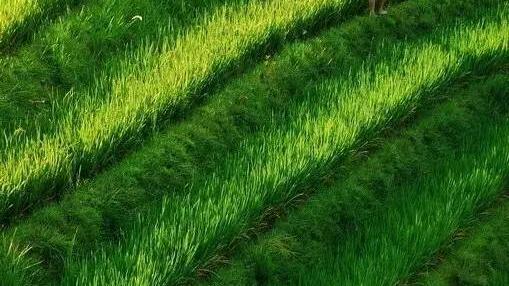 有关山水田园风光的诗