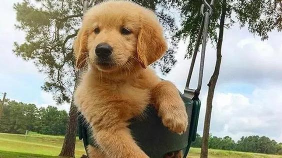 四个月金毛犬怎么养
