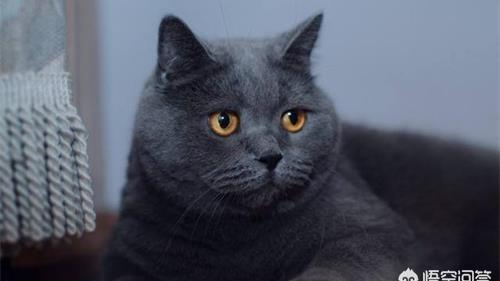 小猫为什么不喝水