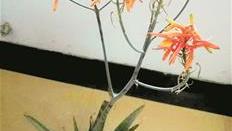 芦荟怎样开花结果