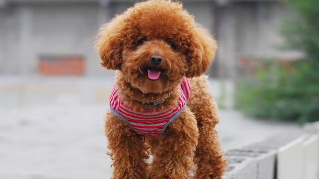 狗一定要从小养吗