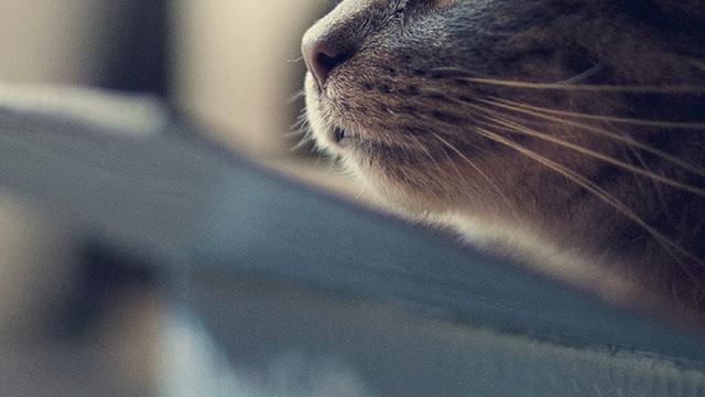 类似《他和她的猫》的小说推荐或者青春校园的谢谢