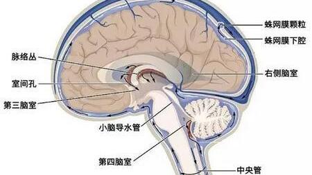 腹腔镜辅助下脑室腹腔分流的手术配合体会