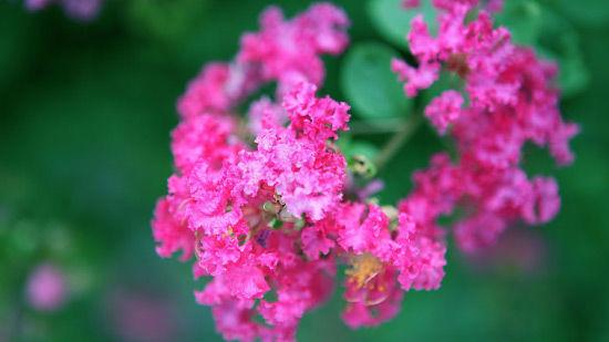 江苏省13个市市花及花语