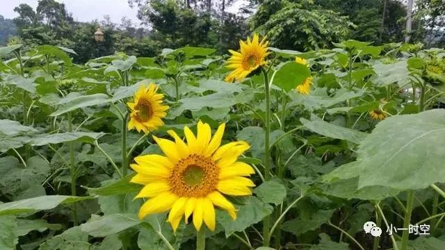 名山大川的诗句有哪些