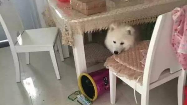 为什么萨摩耶会拆家