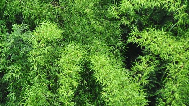 應字詞句節節高