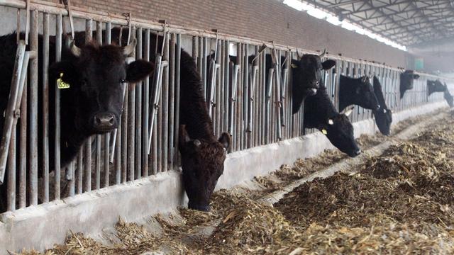 山东最正规的肉牛养殖场在哪-山东最大的肉牛养殖场在哪