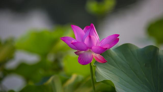 唐詩唐詩和宋詞的區別
