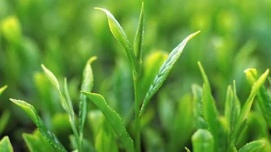 邀請親友春茗茶聚詞句