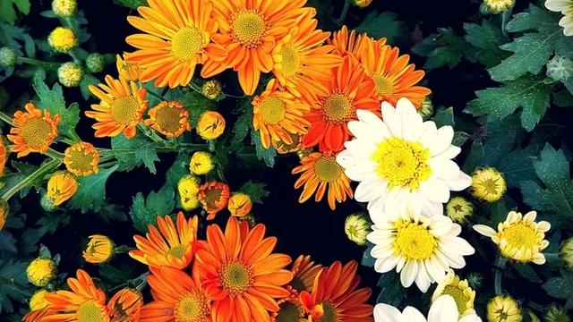 元稹的菊花这首诗的意思