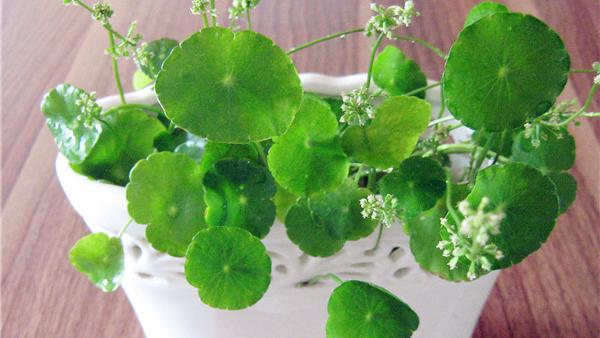 铜钱草什么季节都种的活吗