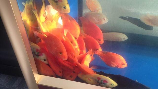 鱼为什么一直在鱼缸底下