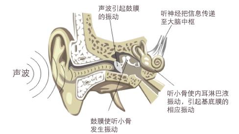 为什么人类没有进化出可以直接自由控制听觉的功能