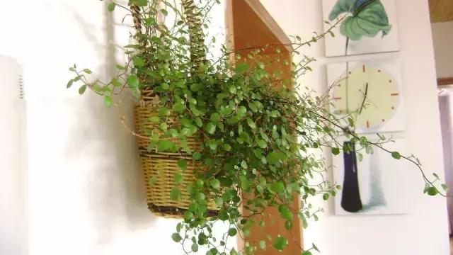 清新飘逸水养花
