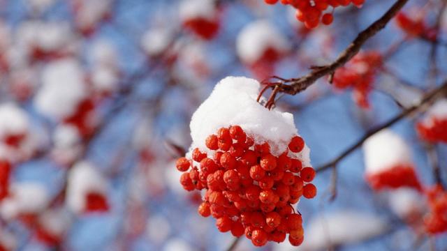 紅梅傲霜雪的詞句