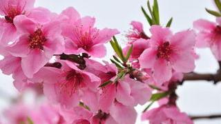 桃花園詩句