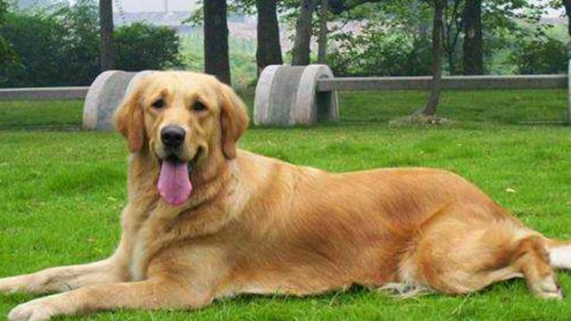 金毛德国狼犬哈士奇谁的智商高