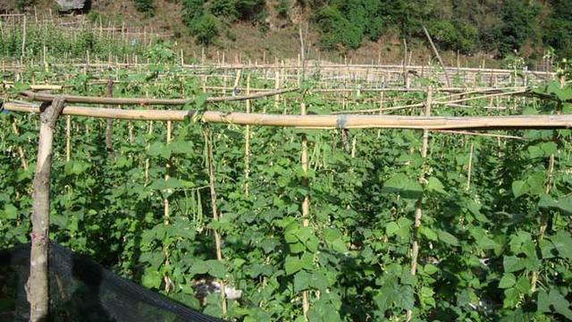 空心菜种植后能不能啧施丁草胺