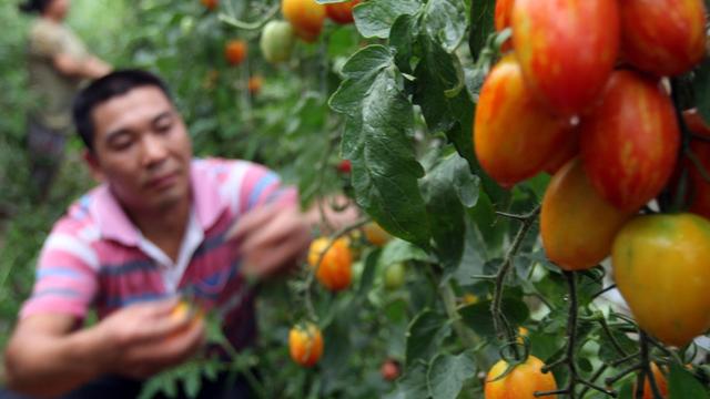 学着种菜的女人散文