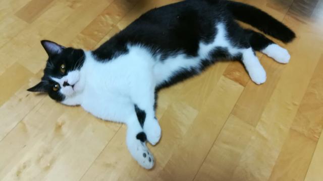 黄眼睛的黑白猫是什么品种