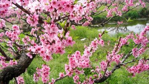 有關桃花塢里桃花庵的詩句