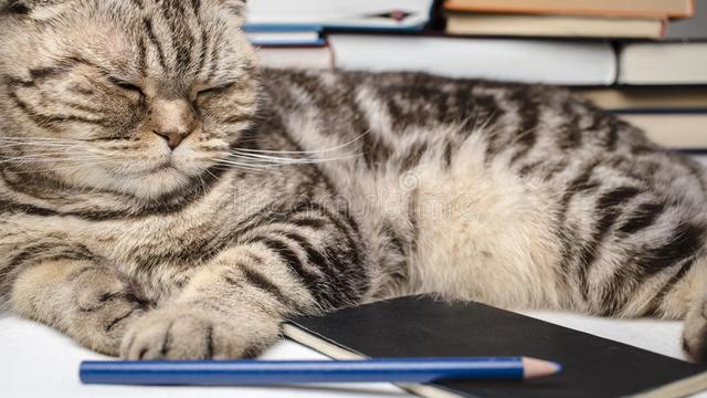 猫为什么喜欢睡在作业上