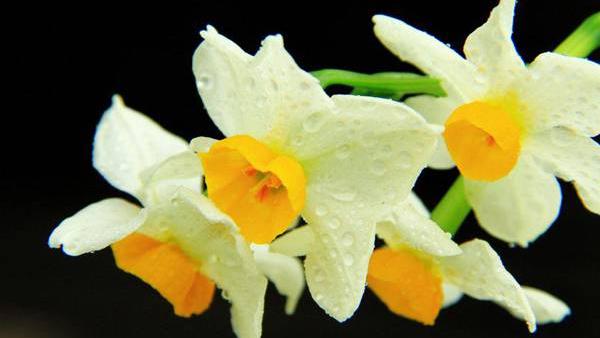 完全花和不完全花有哪些