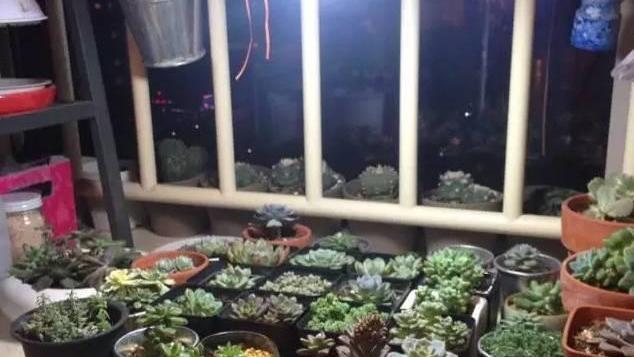 植物分类的依据是什么