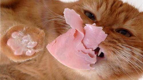 猫用去毛膏应该怎么吃啊