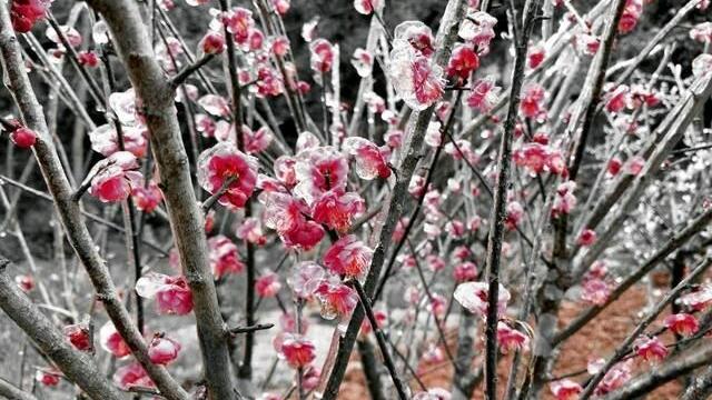 正月梅花開放的詞句
