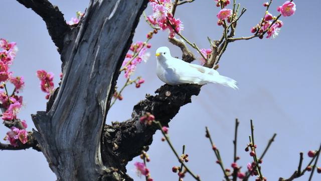 賞梅花的詞句