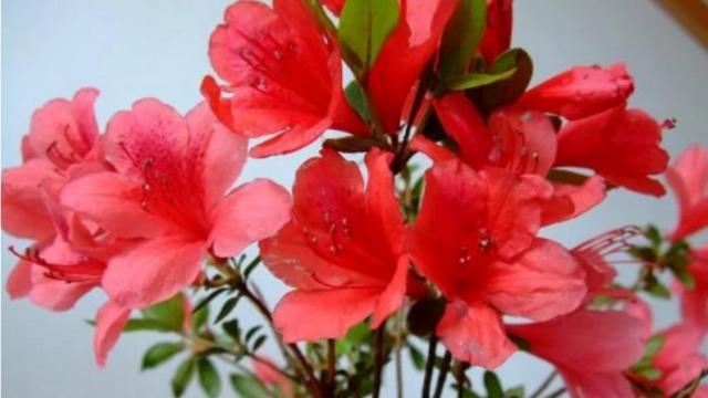 鳳凰梧桐短句子