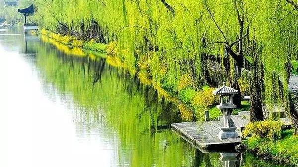 春天柳树诗句