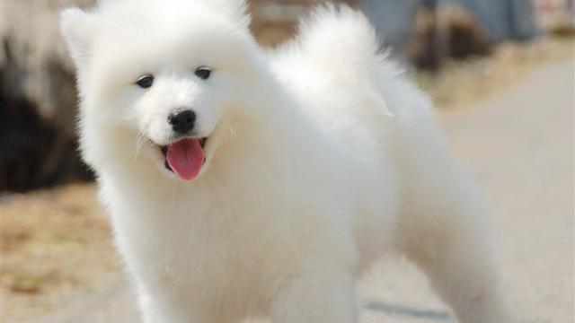 萨摩耶寿命1001萨摩耶寿命