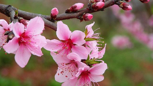 风水学家里养桃花好吗