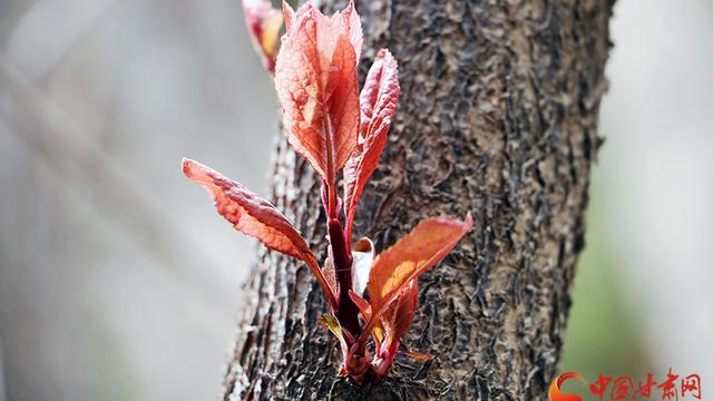 兰州财经大学学校介绍