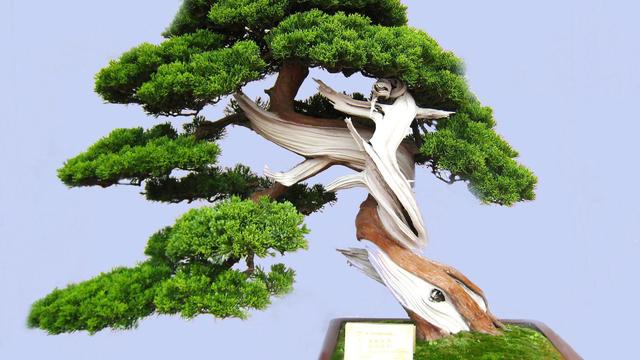 哪些松树最适合用作盆景