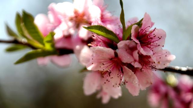 含有桃花杏花的詩句