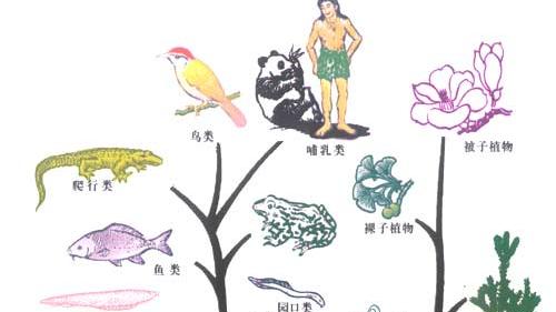 生物进化的规律
