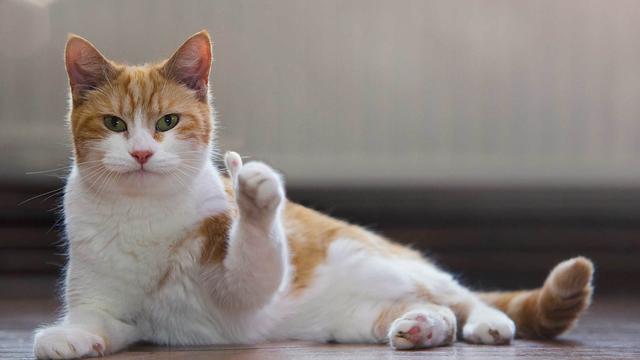 新猫到家如何让它最快的熟悉环境