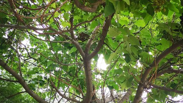 描寫盛夏景色的詩詞句